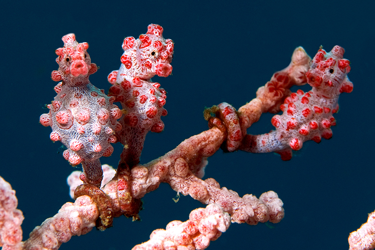 B&E Underwater Photography